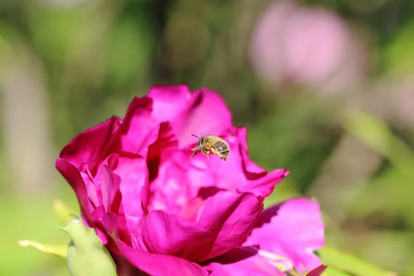 蜜蜂绿色 — 图库照片