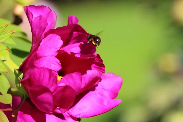 Včela zelená — Stock fotografie