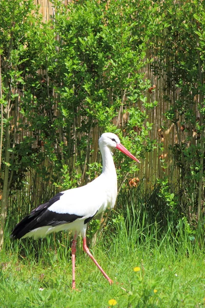 stock image Stork green