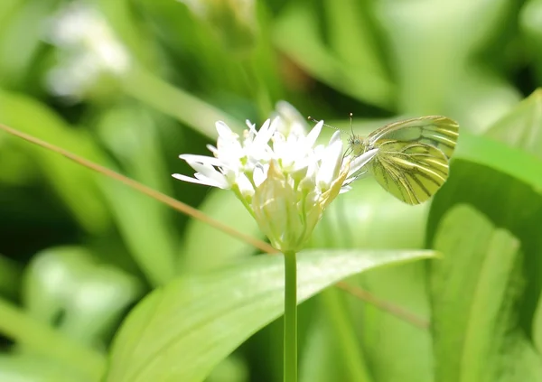 Borboleta — Fotografia de Stock