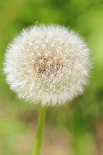 stock image Flower