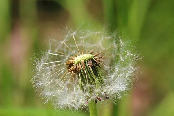 stock image Flower