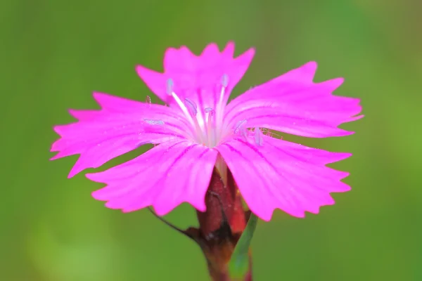Flor — Foto de Stock
