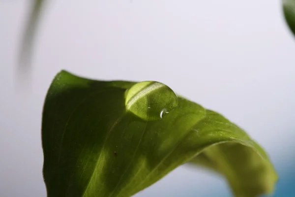 Wassertropfen — Foto Stock