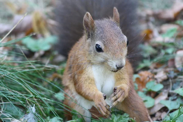 stock image Eichhörnchen