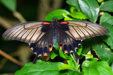 Schmetterling