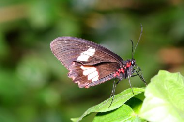 Schmetterling