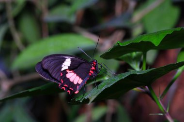 Schmetterling