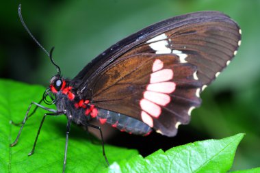 Schmetterling