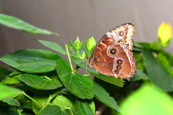 Schmetterling — Stock Photo, Image