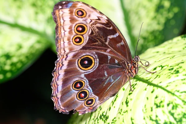 Schmetterling — Foto Stock