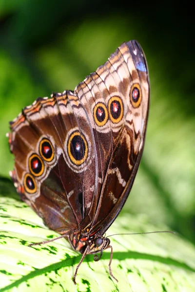 Schmetterling — Stock fotografie