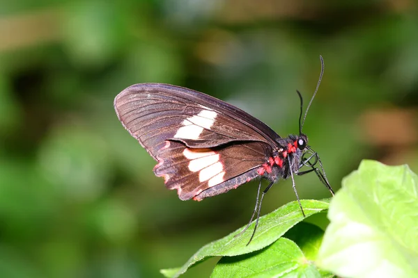 Schmetterling — Stock Photo, Image