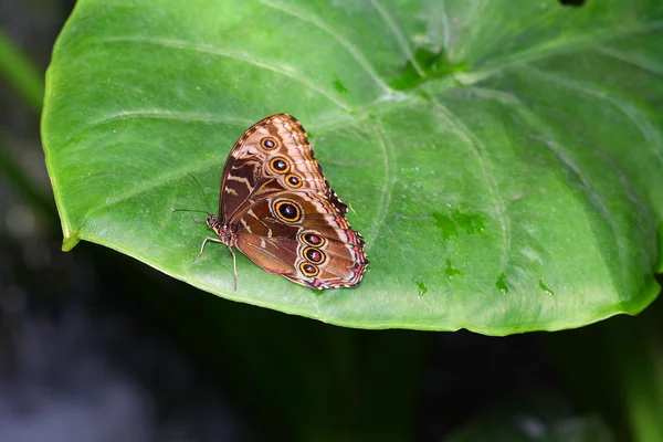 Schmetterling — 图库照片