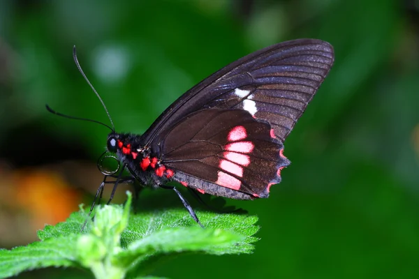 Schmetterling. — Foto de Stock