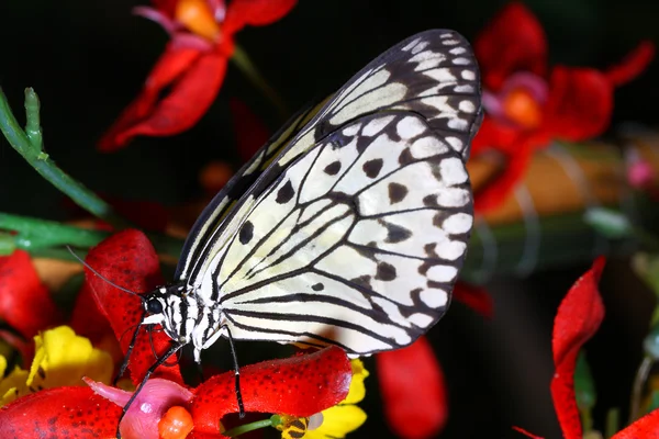 Schmetterling — Stok fotoğraf