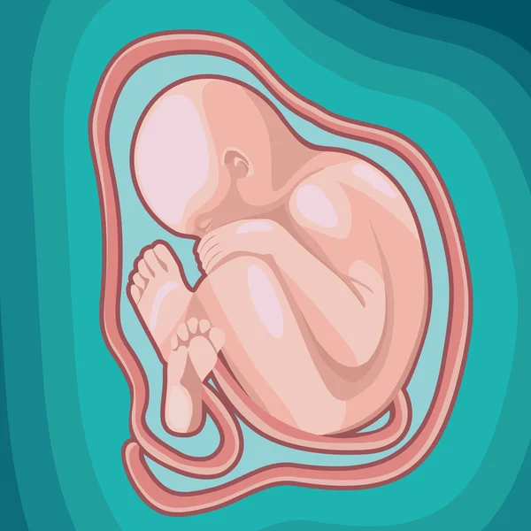 Bebê embrionário — Vetor de Stock