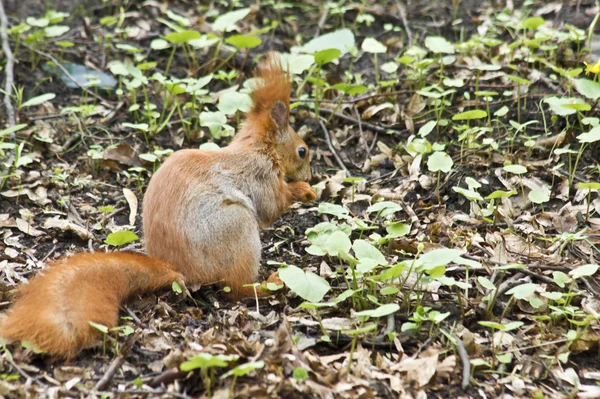 Squirrel spring — Stock Photo, Image