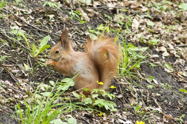 Primavera dello scoiattolo — Foto Stock