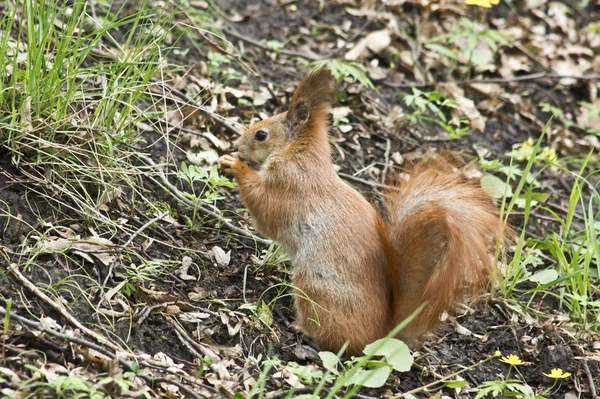 Wiewiórka wiosna — Zdjęcie stockowe
