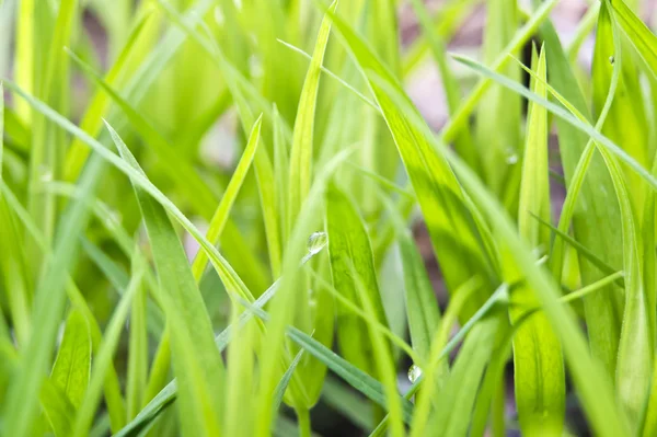 stock image Grass Dew Spring