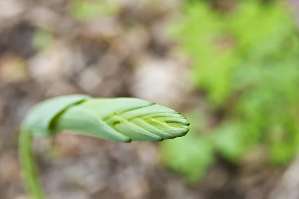 Spring tree leaf — Stock Photo, Image