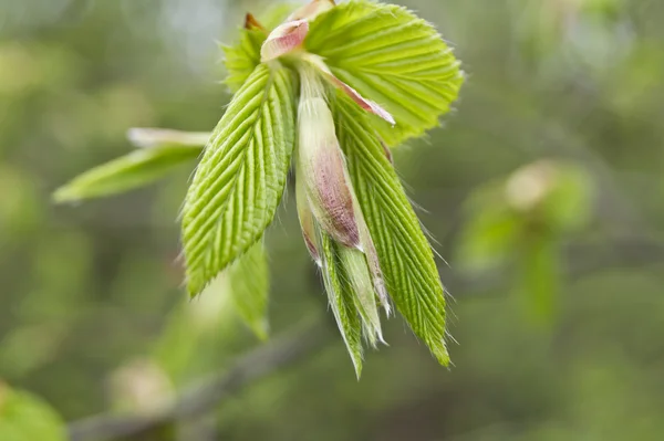 Folha de árvore primavera — Fotografia de Stock