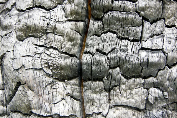 Träd kol — Stockfoto
