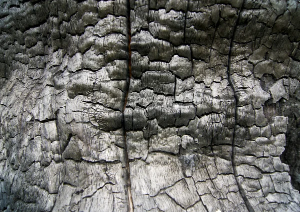 Cărbune copac — Fotografie, imagine de stoc