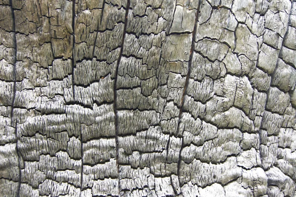Δέντρο άνθρακα — Φωτογραφία Αρχείου