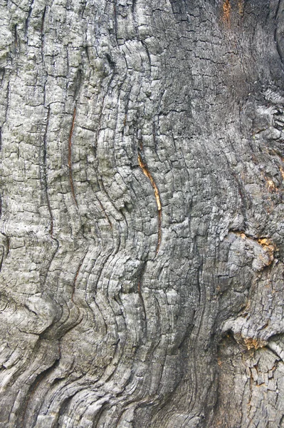 Cortex tree background — Stock Photo, Image