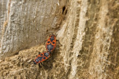 Pyrrhocoris apterus