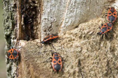 Pyrrhocoris apterus