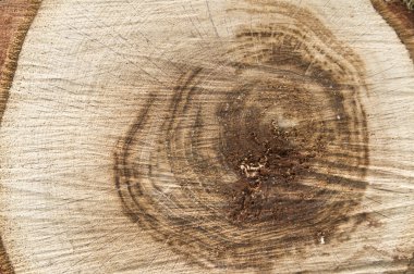 korteks ağaç arka plan