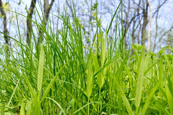 stock image Grass Dew Spring