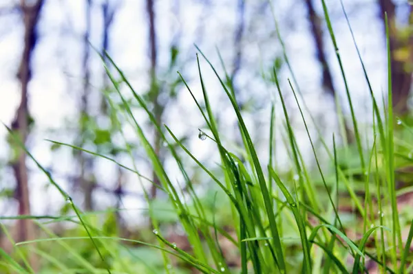 Grass Dew Spring — Stock Photo, Image