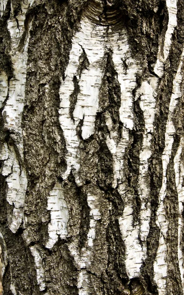 Kůra stromu pozadí — Stock fotografie