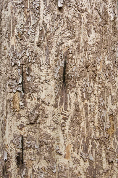 Hintergrund des Kortex-Baums — Stockfoto