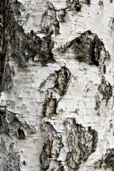Korteks ağaç arka plan — Stok fotoğraf