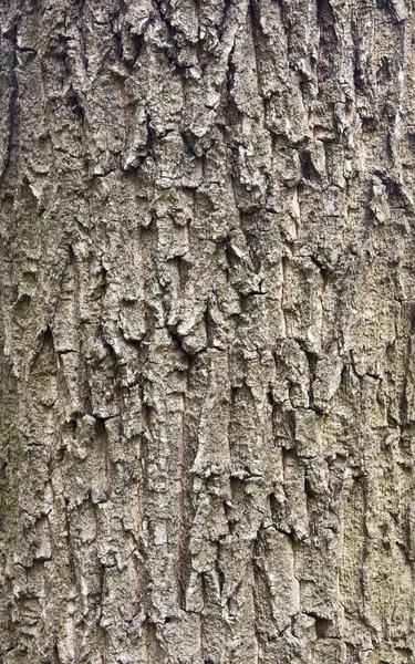 Cortex árvore fundo — Fotografia de Stock