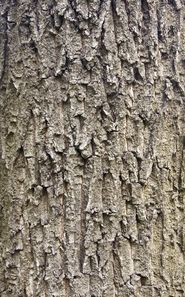 Hintergrund des Kortex-Baums — Stockfoto