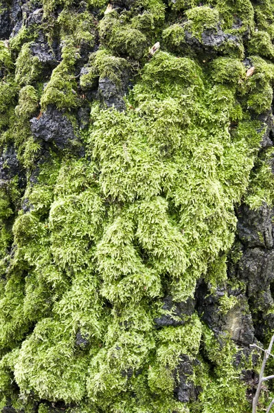 Moss background — Stock Photo, Image