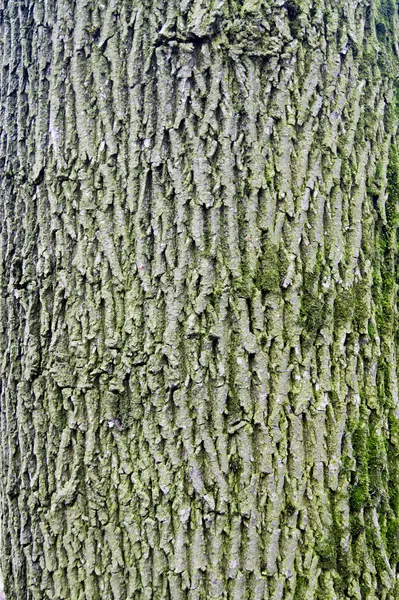 Kůra stromu pozadí — Stock fotografie