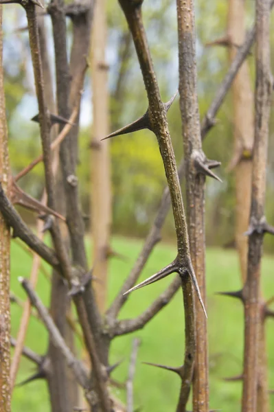 stock image Tree macro spike