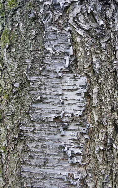 Fondo del árbol de corteza — Foto de Stock