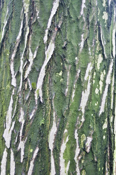 Korteks ağaç arka plan — Stok fotoğraf