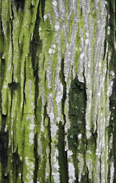 Hintergrund des Kortex-Baums — Stockfoto