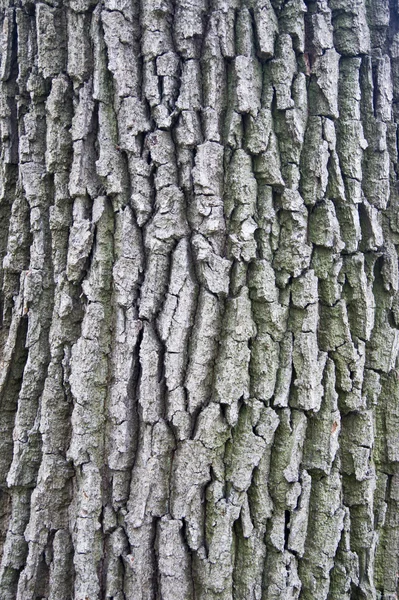 Φλοιός δέντρο φόντο — Φωτογραφία Αρχείου