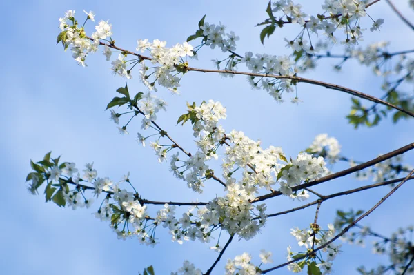 Blatt Frühlingsblume Kirsche — Stockfoto