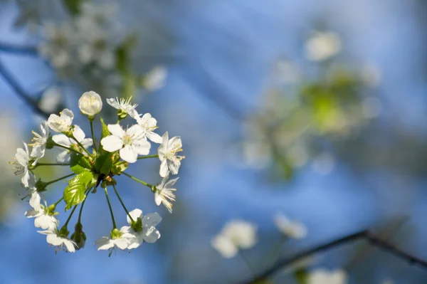 Blatt Frühlingsblume Kirsche — Stockfoto